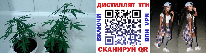 Дистиллят ТГК THC oil  Купить где  Семикаракорск 